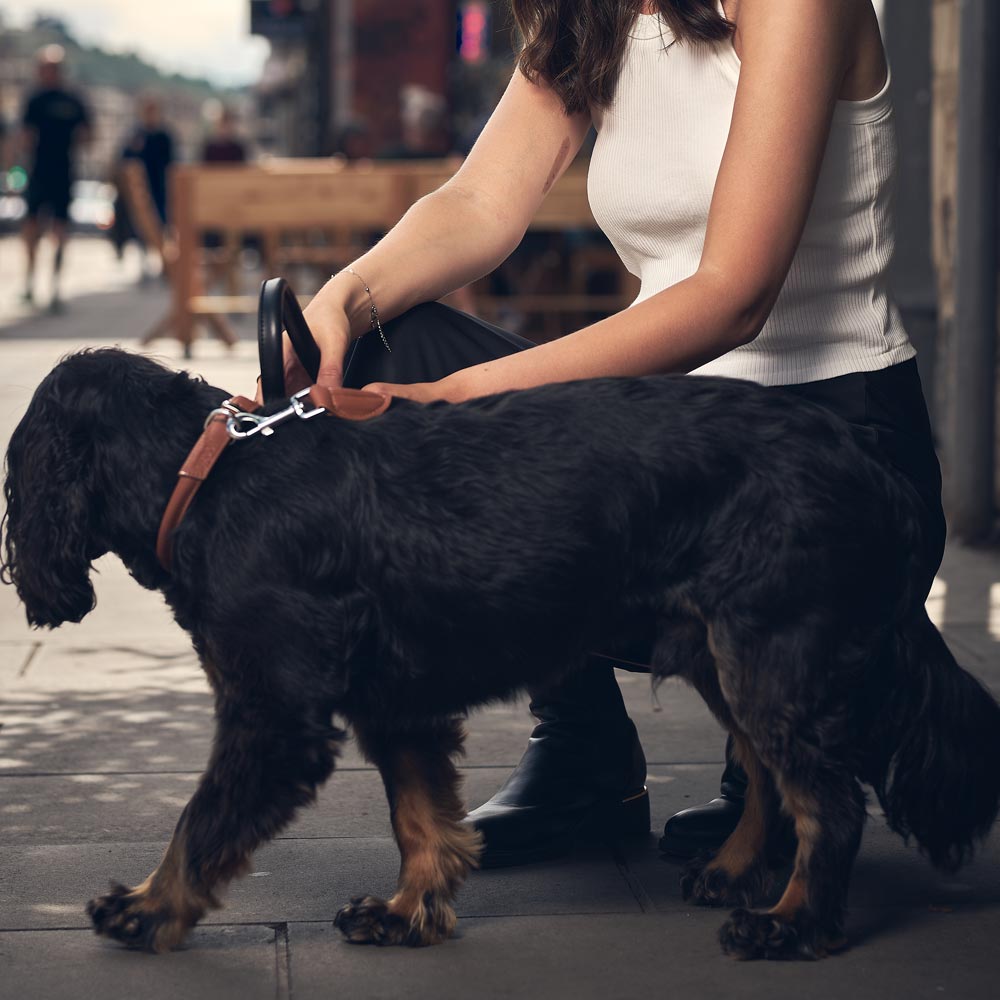 Dog Collar Hairy Styles